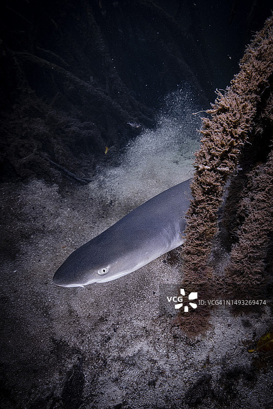 红树林图片素材