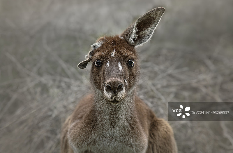 澳大利亚西澳大利亚州的狗的特写 портрет图片素材