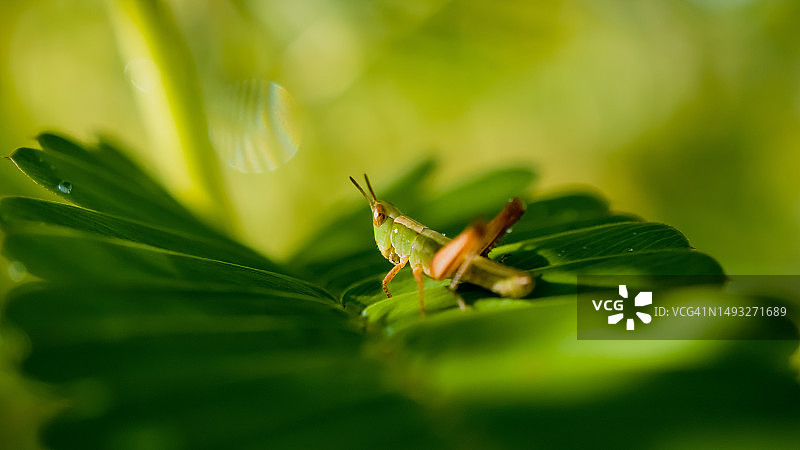 苏里南西帕利维尼区博文萨拉马卡树叶上的昆虫特写图片素材
