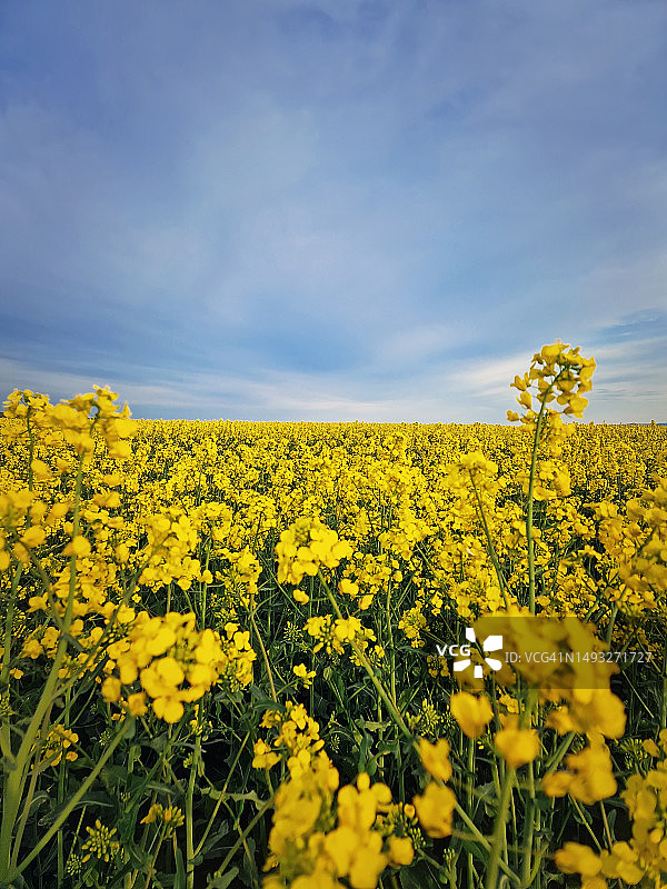 摩尔多瓦油菜花田风光图片素材