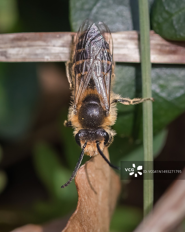 2023年3月，纽约长岛，在美国，一只早春的Andrena采矿蜂在阳光下取暖图片素材