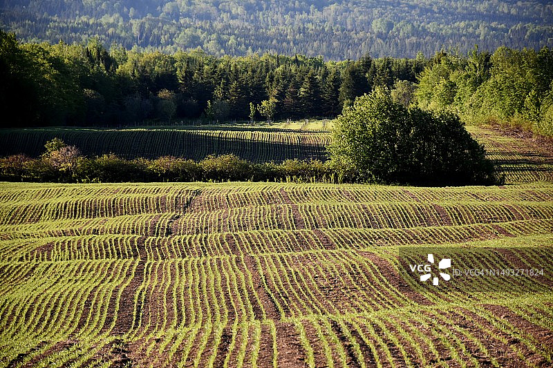 加拿大农田景色图片素材