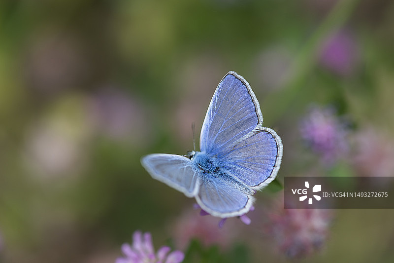 紫色花朵上的蝴蝶特写，土耳其哈塔伊图片素材
