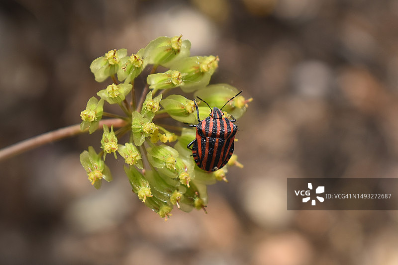 葡萄牙花上的昆虫特写图片素材