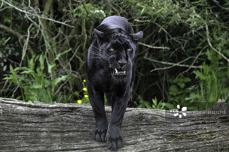 站在树桩上的黑色美洲虎肖像，英国阿什福德图片素材