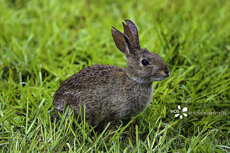 美国郊外棉尾兔特写图片素材