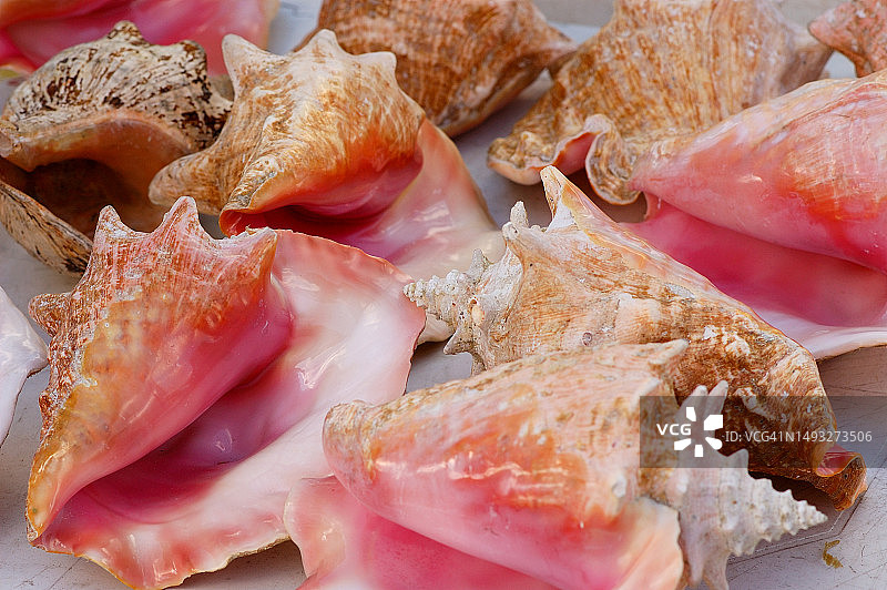 墨西哥尤卡坦州普罗格雷索海滩上的各种热带贝壳图片素材