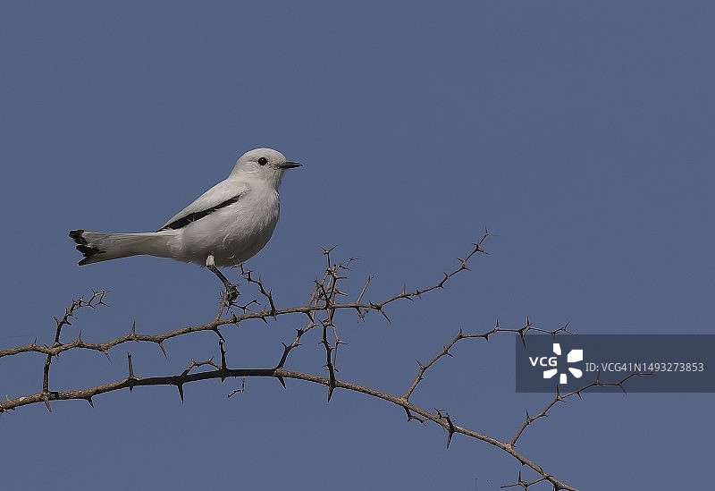 白额矶鹟图片素材