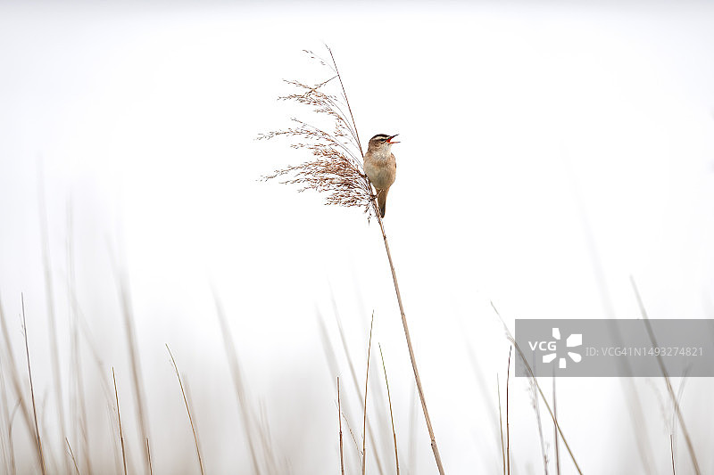 仰视角度拍摄的栖息在植物上的鸣莺，背景是晴朗的天空，荷兰图片素材
