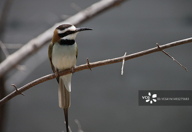 蜜蜂栖息在树枝上特写，美国纽约图片素材
