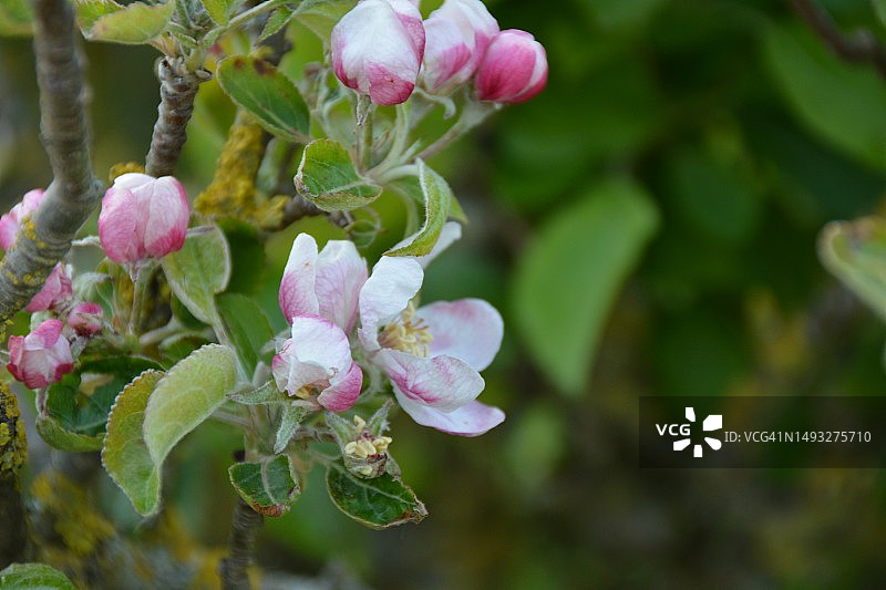 粉色开花植物特写图片素材