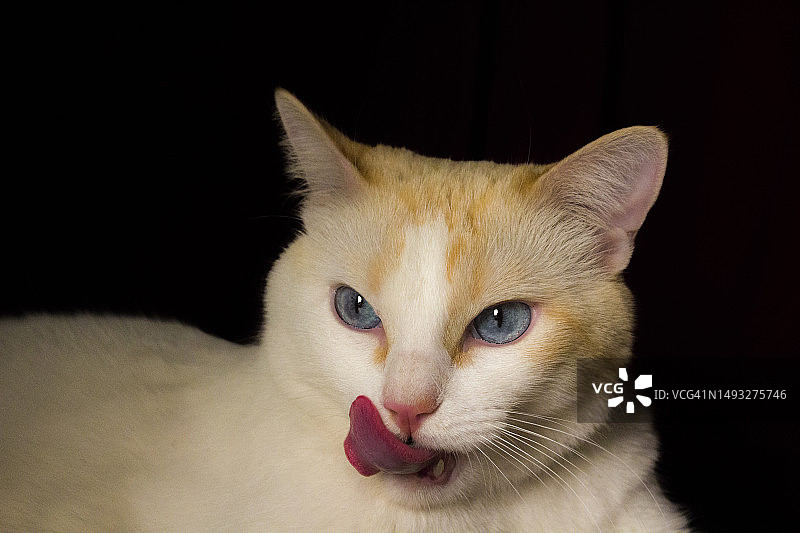 黑猫黑色背景肖像特写，墨西哥新莱昂州蒙特雷图片素材