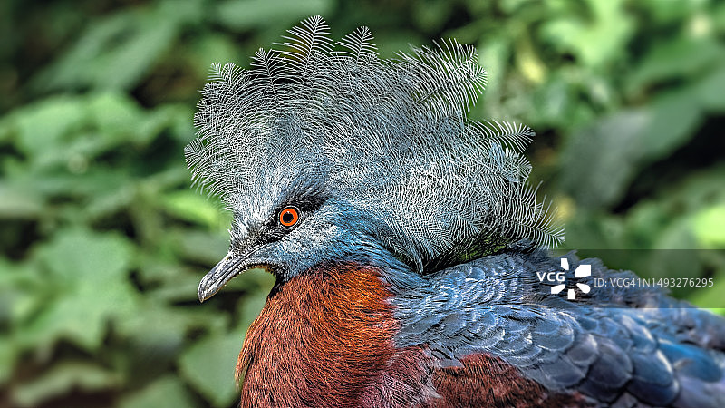 比利时鸽子特写图片素材