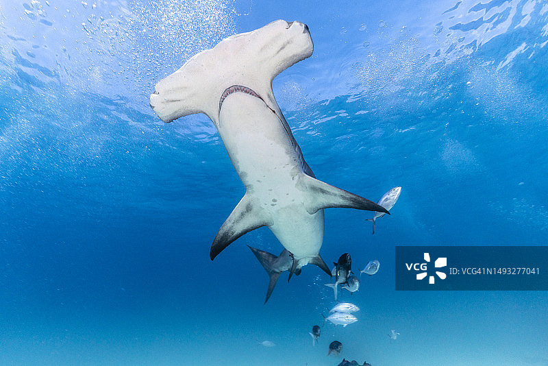 水下锤头鲨图片素材