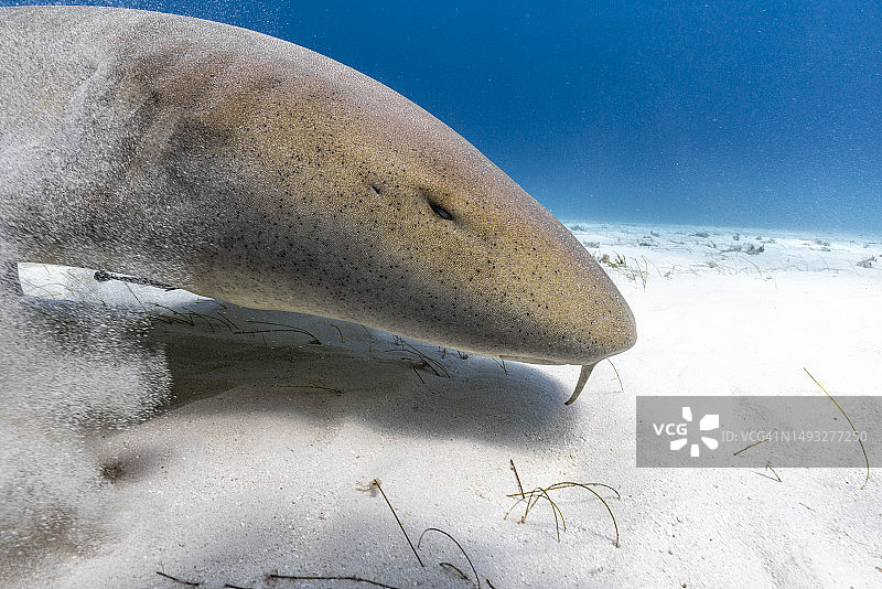 水下护士鲨图片素材