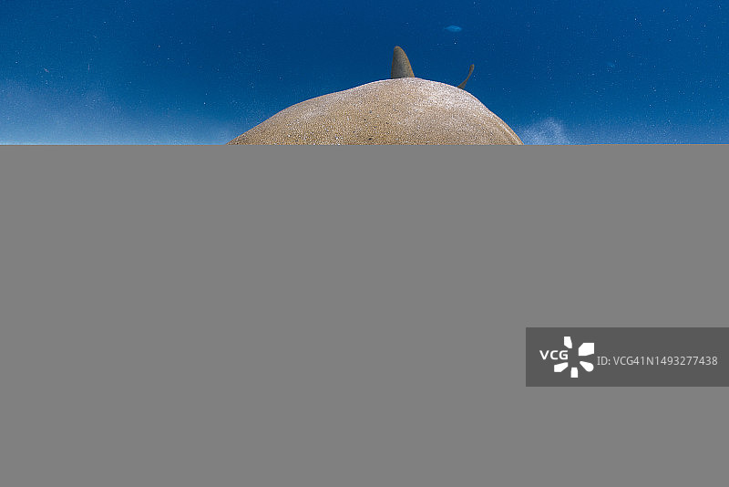 水下护士鲨图片素材