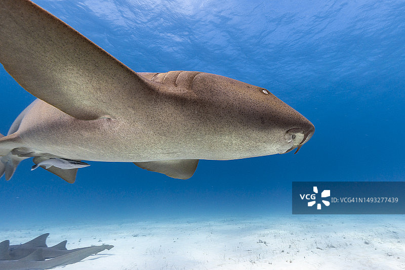 水下护士鲨图片素材