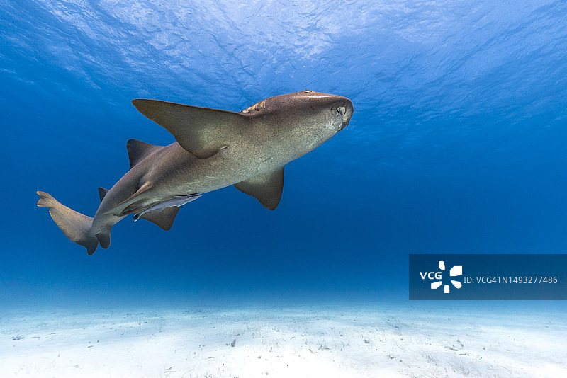 水下护士鲨图片素材