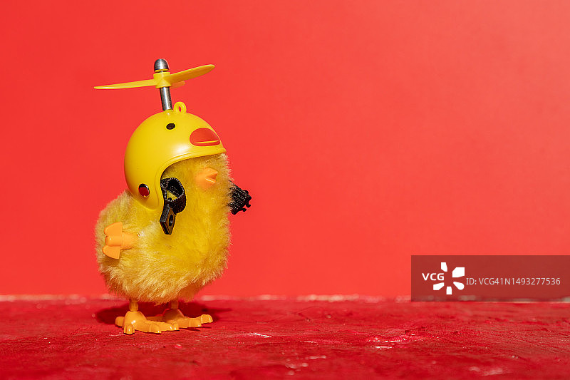 戴头盔的可爱小鸡，背景为红色，秘鲁利马图片素材
