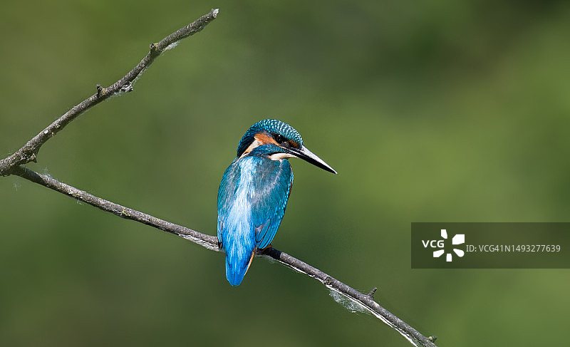 翠鸟栖息在树枝上的特写，奥地利图片素材