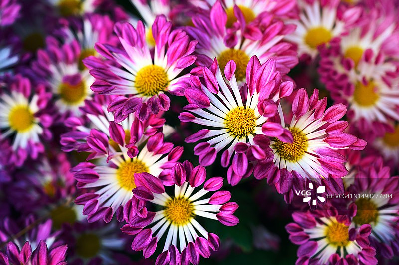 花园里盛开的粉色雏菊花图片素材