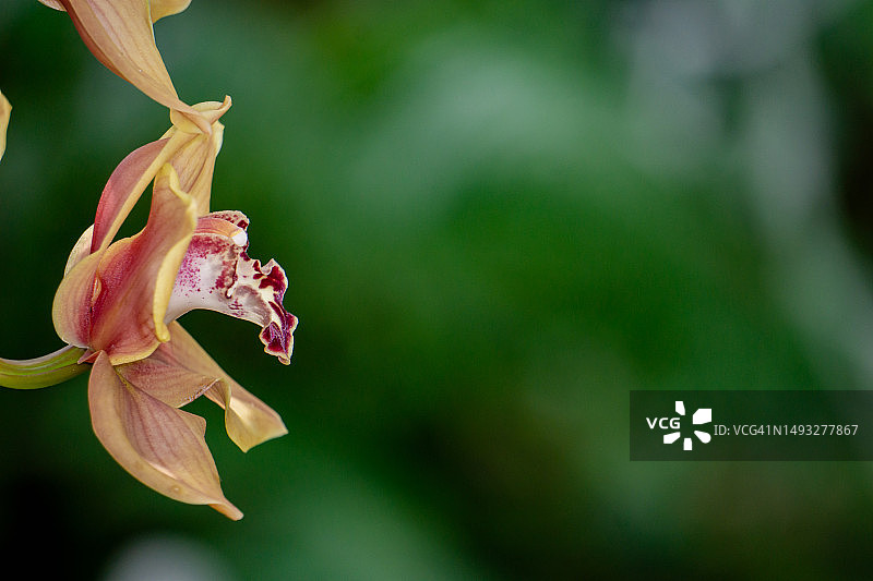 枯萎花朵的特写，美国图片素材