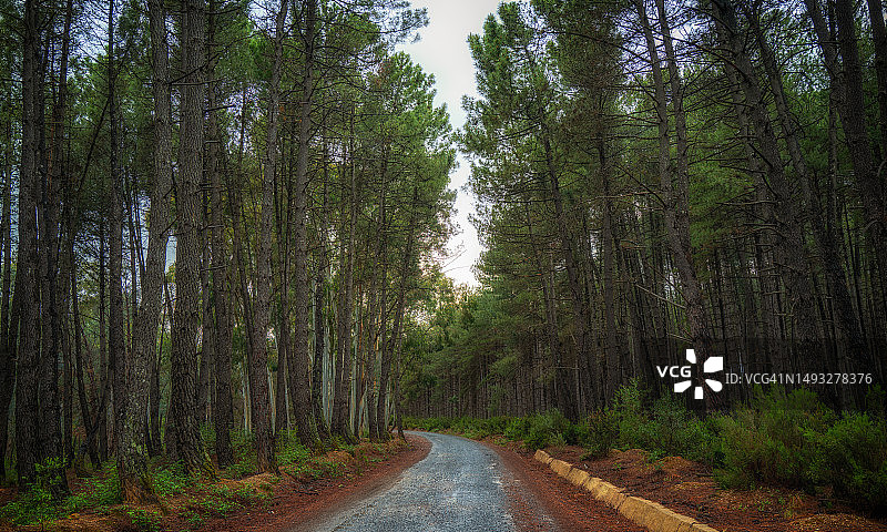 林中空旷的道路图片素材