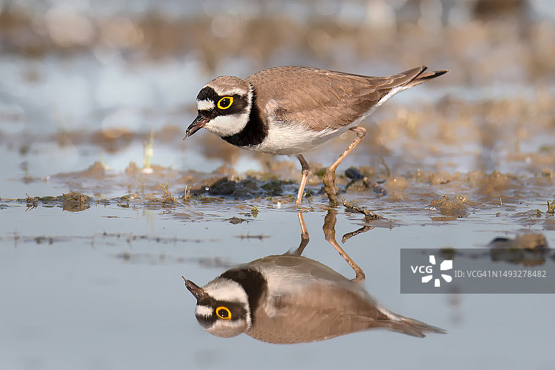 鸻科鸟类栖息在海滩岸边的特写图片素材
