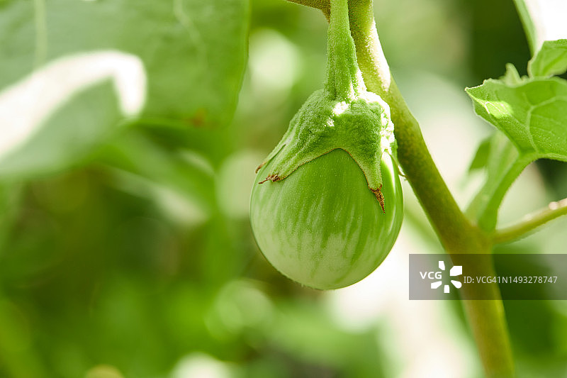 泰国曼谷，树枝上的茄子特写图片素材
