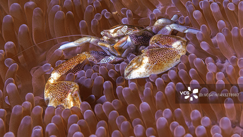 海葵鱼在海中畅游的特写图片素材