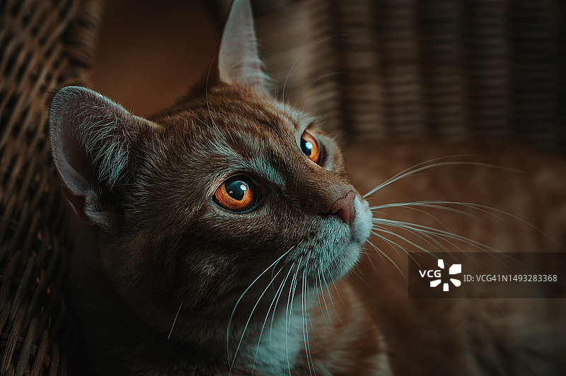 猫的特写肖像图片素材