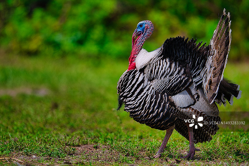 美国佛罗里达州田野上的孔雀特写图片素材
