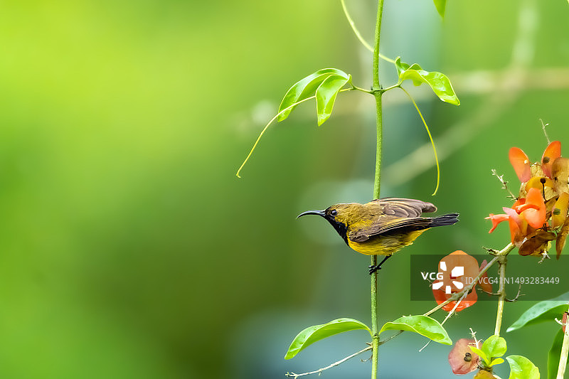 栖息在植物上的歌日雀特写图片素材
