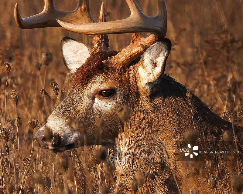 加拿大惠特比田野上的白色物体特写图片素材