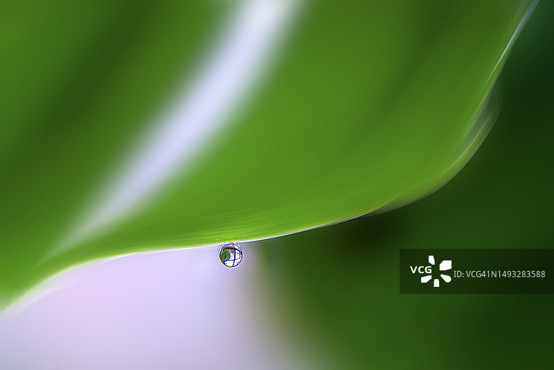 韩国大田叶子上的水滴特写图片素材
