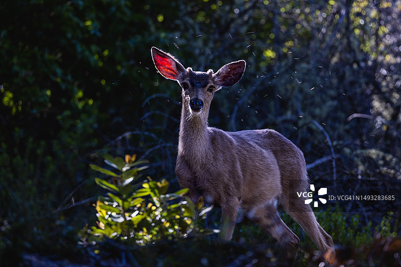 森林中的白骡图片素材
