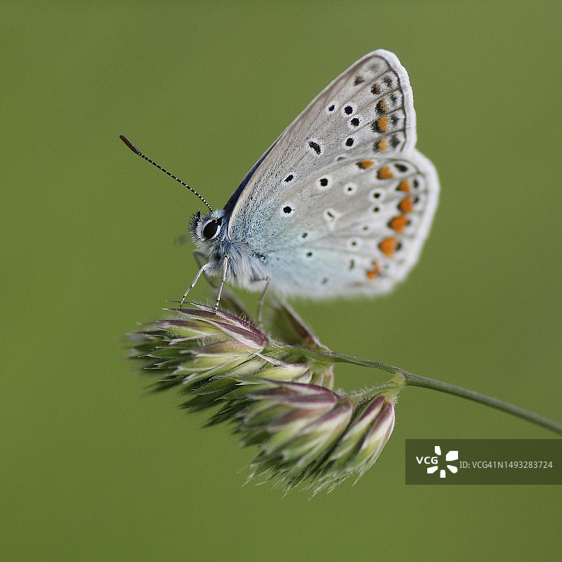 蝴蝶为花朵授粉特写，科贾埃利，土耳其图片素材
