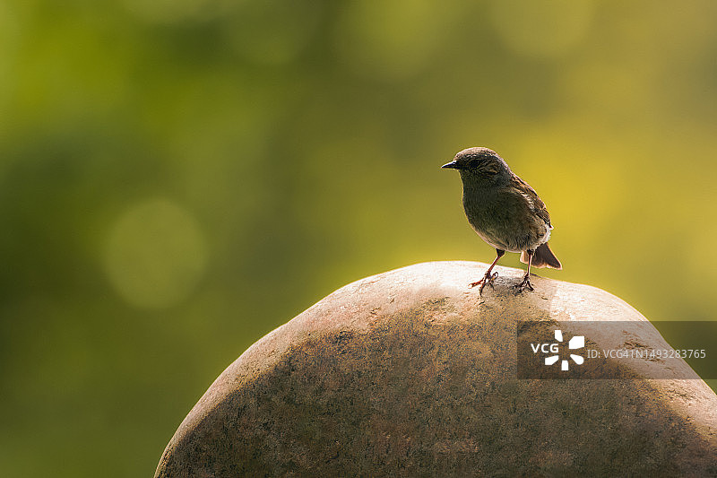 鹡鸰栖息在岩石上的特写图片素材