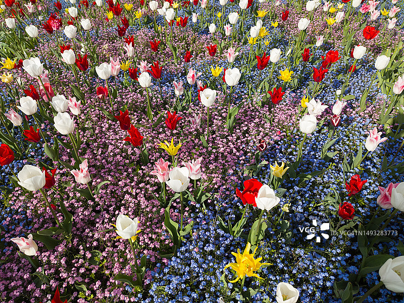 贝尔格莱德，塞尔维亚，田野上开花植物的高角度视图图片素材