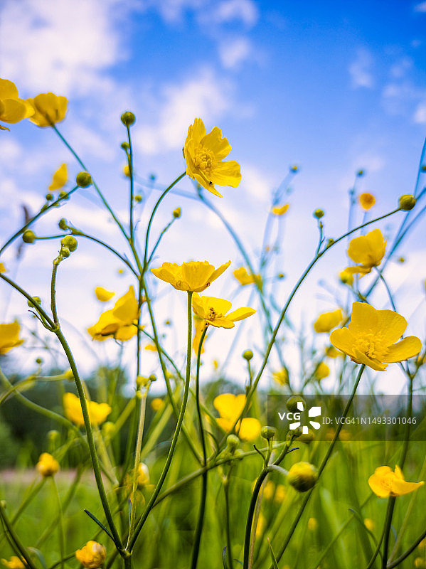 春天盛开的毛茛花图片素材