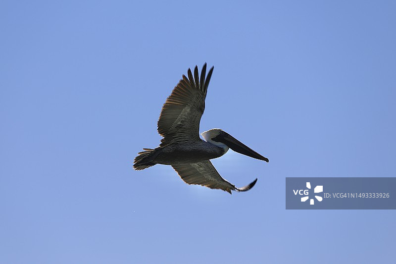 晴空下的滑翔鹈鹕图片素材