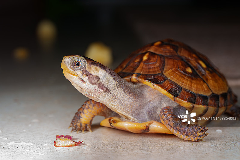 东箱龟宠物图片素材