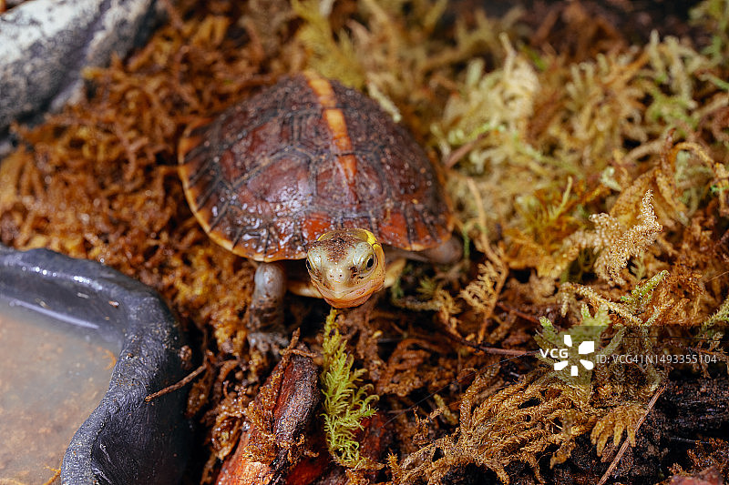 中华箱龟宠物图片素材