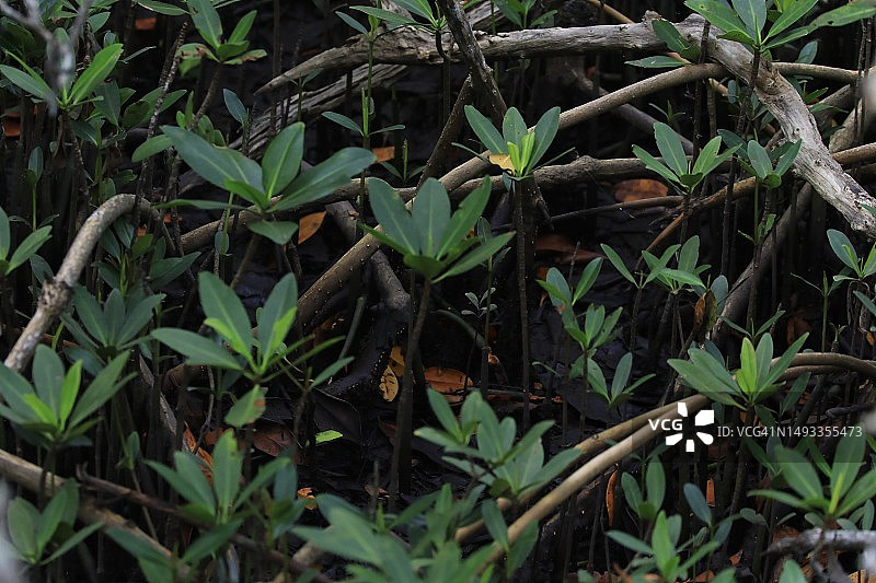 热带岛屿上的红树林地面和浅水图片素材