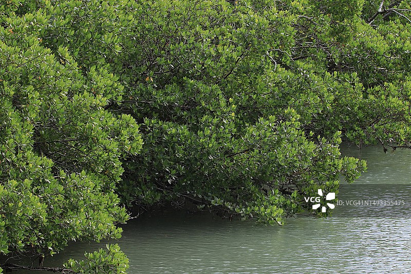 红树林的丛林河流图片素材