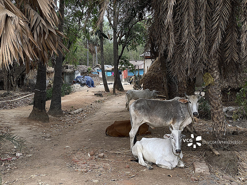 孟加拉乡村的家畜村庄生活图片素材