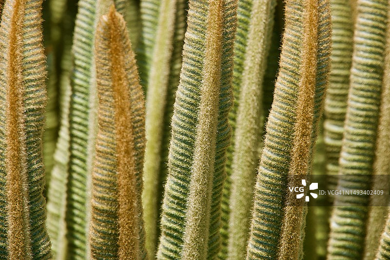 苏铁的嫩叶图片素材