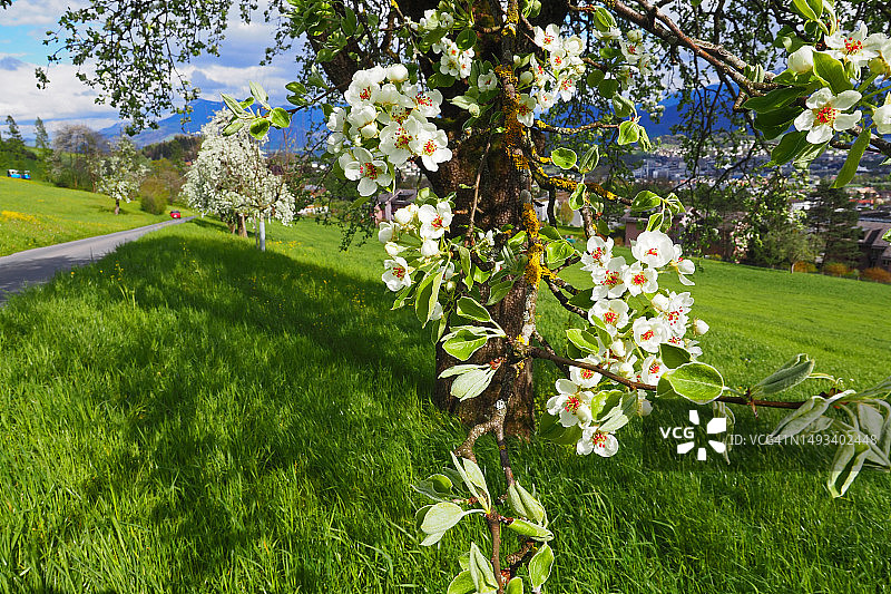盛开的梨树枝，春季草甸，瑞士阿尔卑斯山图片素材