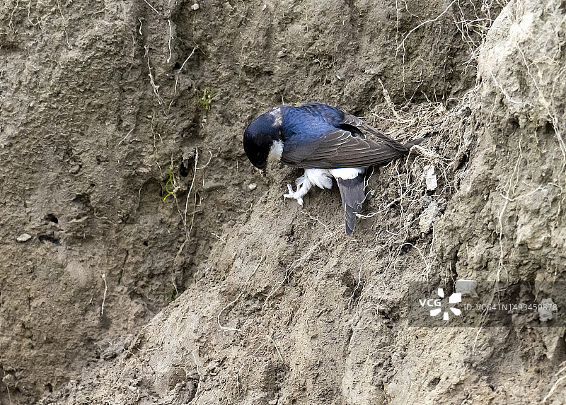 家燕在英国湖区布雷瑟河畔聚集泥土筑巢图片素材