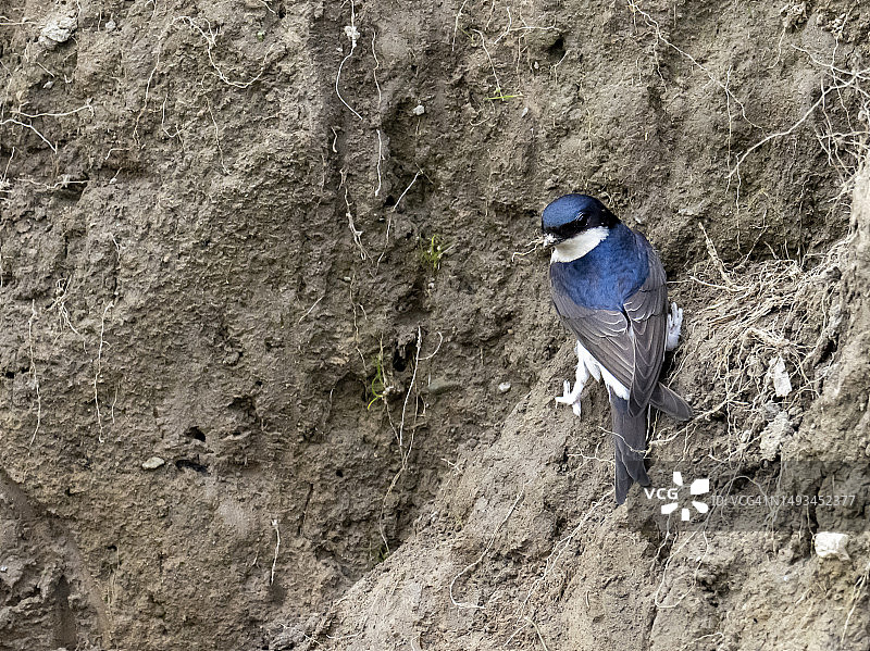 家燕在英国湖区布雷瑟河畔聚集泥土筑巢图片素材